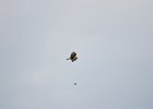 Arendbuizerd (long-legged buzzard) (buteo rufinus) - kloof bij Yolin Am (6)